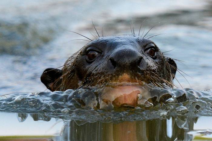 Giant River Otter (Helen Pinchin)