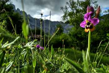 News in brief - Picos de Europa Sawfly Orchid.jpg