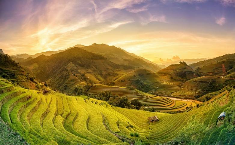 Rice fields on terraced in sunset at Mu chang chai, Yen bai, Vietnam. Rice fields prepare the harvest at Northwest Vietnam