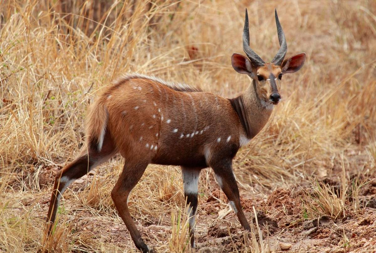 Bushbuck (Nick Scarle)