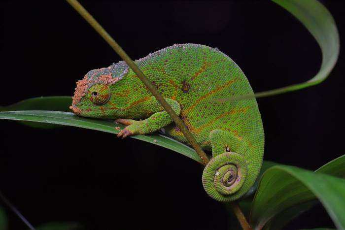Canopy Chameleon (Furcifer willsii) © Bobby and Laura Bok, March 2026