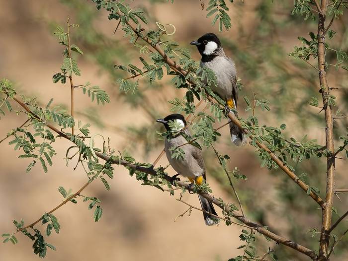 White-eared Bulbul © T. Laws, February 2024 tour