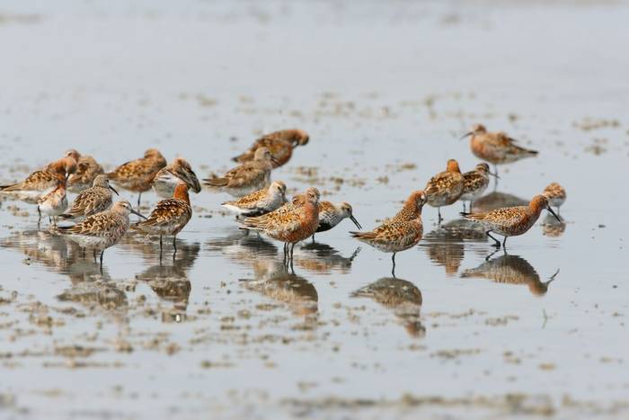 Curlew Sandpipers, Sicily shutterstock_2808480955.jpg