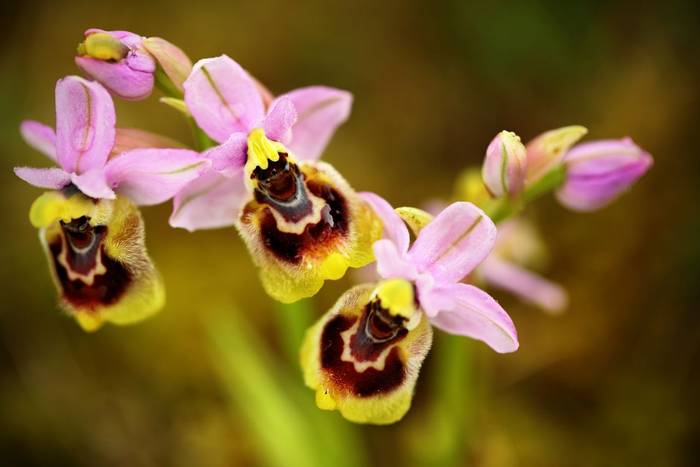 Sawfly Orchid