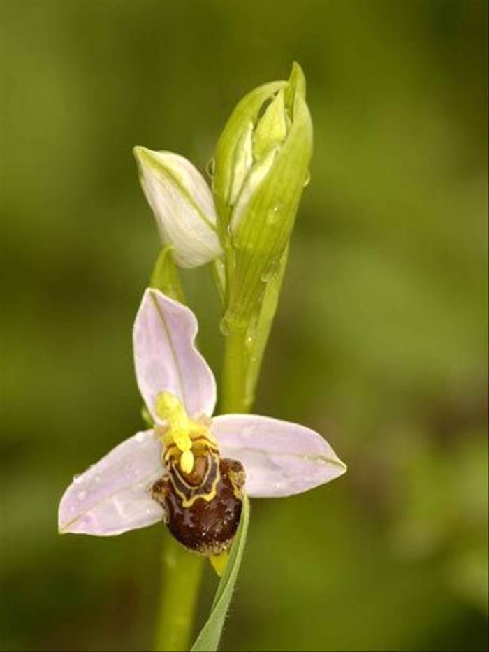 Bee Orchid (Matt Hobbs)