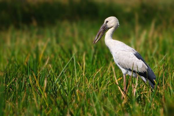 Asian Openbill