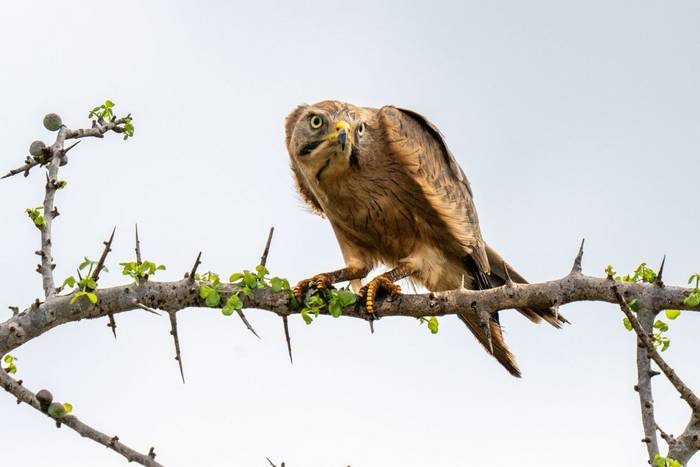 Grasshopper Buzzard © Carole and David Clarke, February 2026 tour