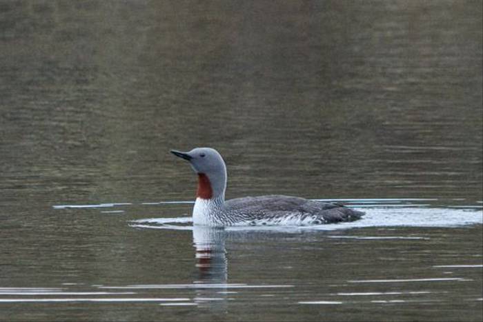 Red throated diver (Alan Bevis)