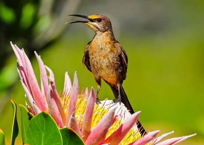 King Proteas, Cape Sugarbird, South Africa shutterstock_119612686.jpg