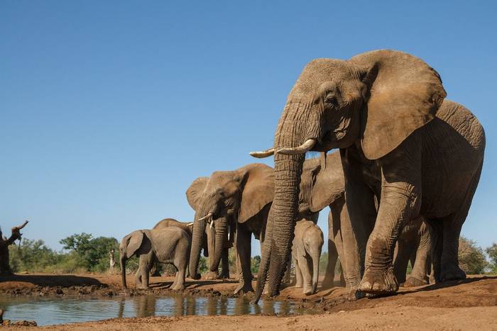 African elephants Botswana shutterstock_182835701.jpg