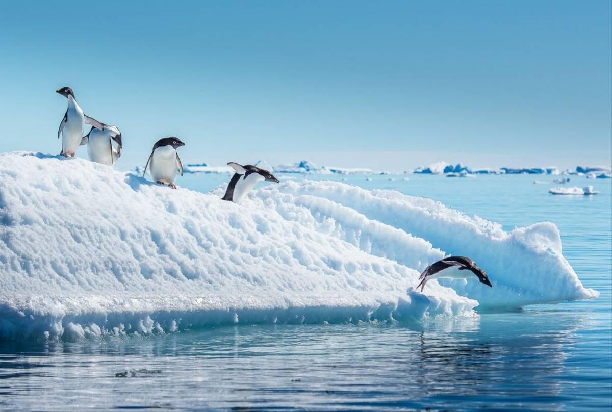 Adelie Penguins, Antarctica Shutterstock 573319750