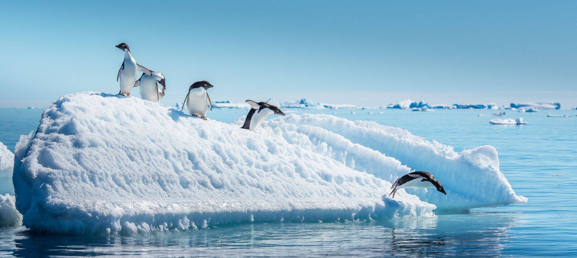 Adelie Penguins, Antarctica Shutterstock 573319750