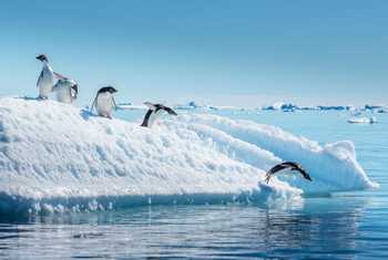 Adelie Penguins, Antarctica Shutterstock 573319750