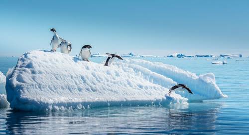 The Falklands, South Georgia & Antarctica - Naturetrek