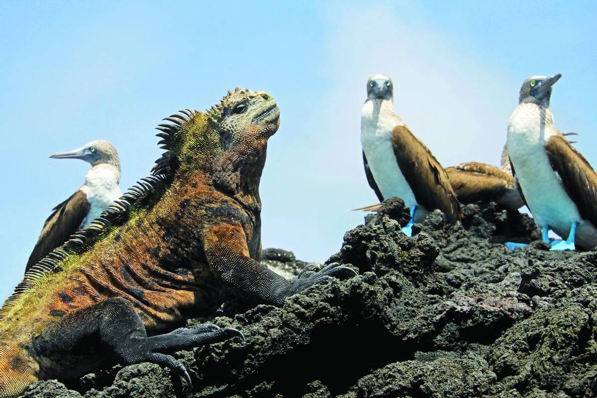 Marine iguana with blue footed boobies, booby, Sula nebouxii and Amblyrhynchus cristatus, on Isabela Island, Galapagos, Ecua…