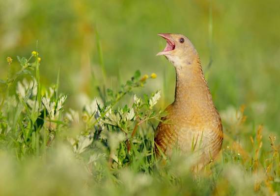 Corncrake, Scotland shutterstock_758013460.jpg