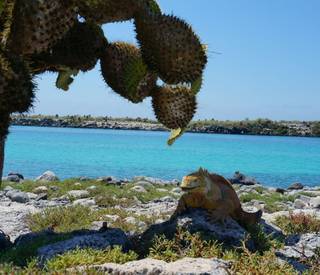 Montemar Eco Luxury Villas.Galapagos - Locations, Flora & Fauna (52).JPG