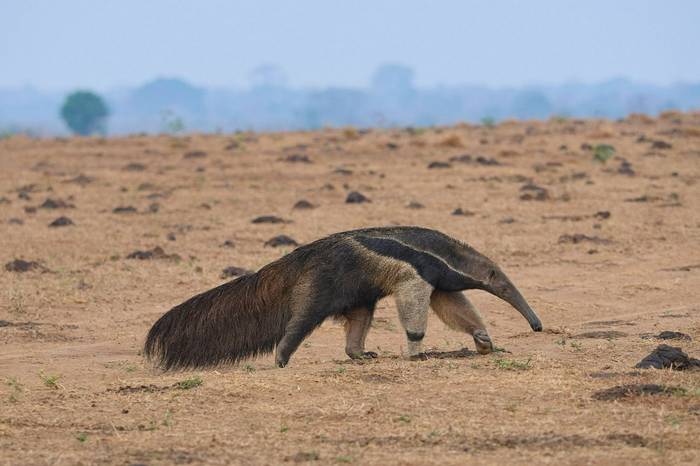 Giant Anteater