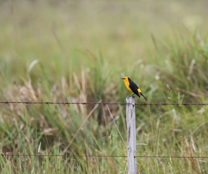 Saffron-cowled Blackbird, Paraguay shutterstock_1734398066.jpg