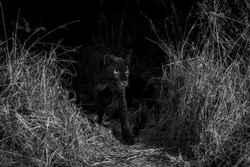 Black Leopard, Laikipia (Will Burrard).JPG