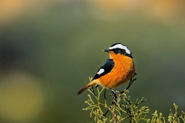 Moussier's Redstart shutterstock_1563797773.jpg