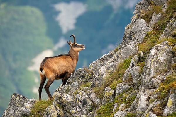 Chamois shutterstock_1675331029.jpg