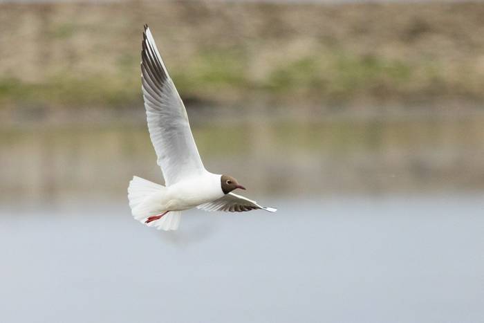 Black-headed Gull, North Ronaldsay (Sara Frost) (3).jpg
