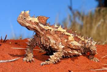 Thorny Devil (Moloch horridus), Alice Springs area © Steve Wilson