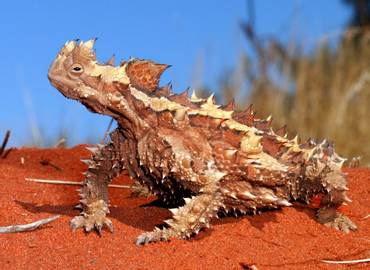 The Reptiles & Amphibians of Australia