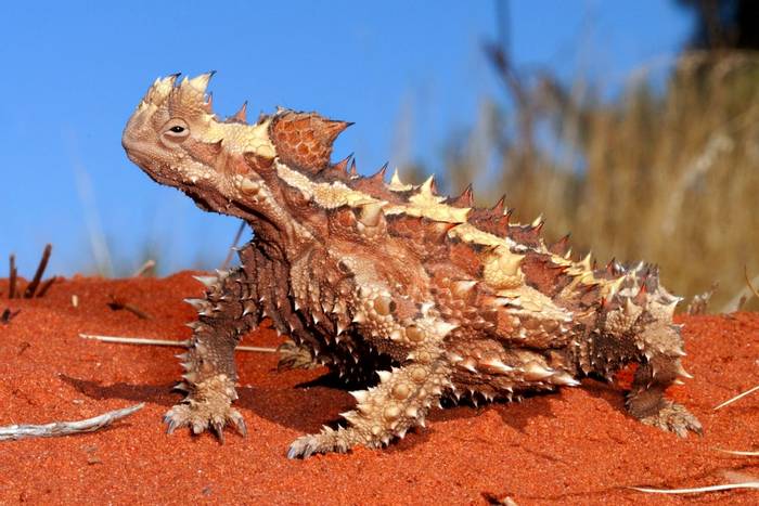 Thorny Devil (Moloch horridus), Alice Springs area © Steve Wilson