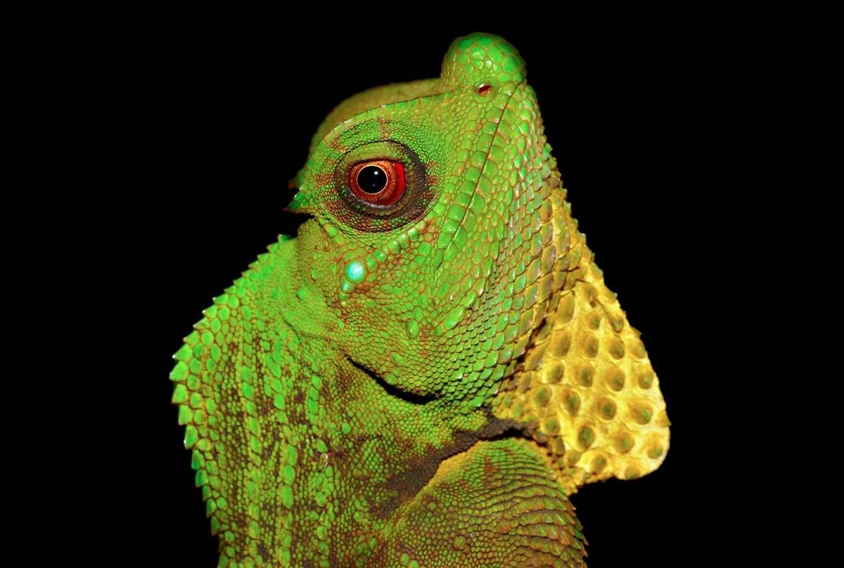 Hump Snout Lizard (Lyriocephalus scutatus), Sri Lanka