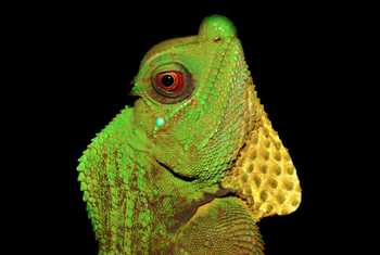 Hump Snout Lizard (Lyriocephalus scutatus), Sri Lanka