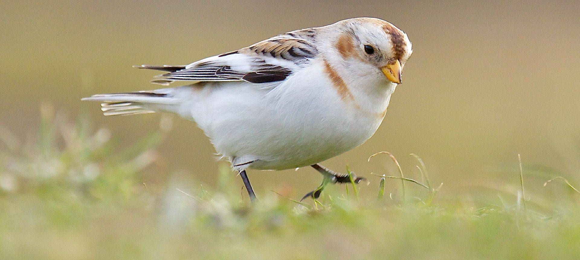 Snow Bunting