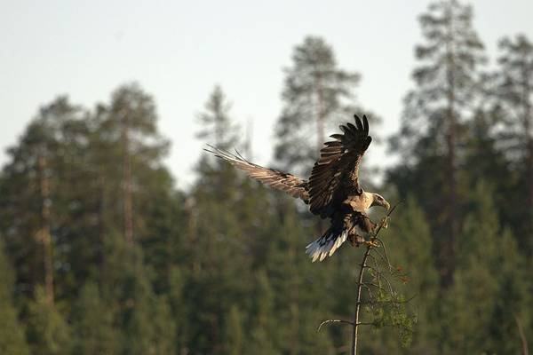 White-tailed Eagle (Jan Kelchtermans) Image