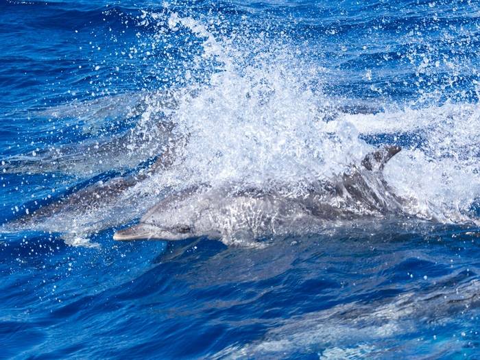 Atlantic Spotted Dolphin © Josh Phangurha