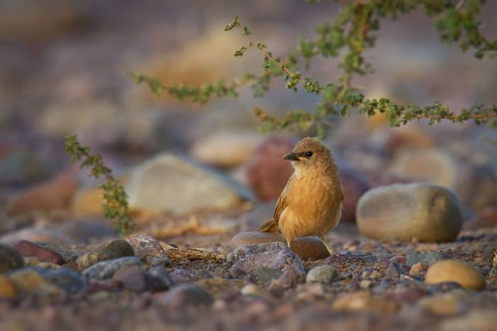 Fulvous Babbler