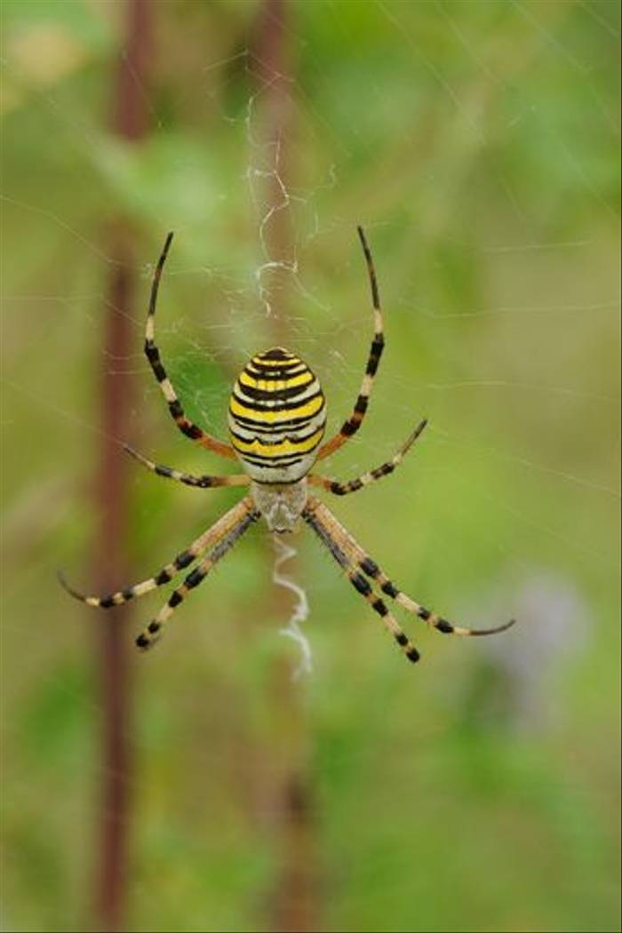 Wasp Spider, <i>Argiope bruennichi</i> (David Morris)