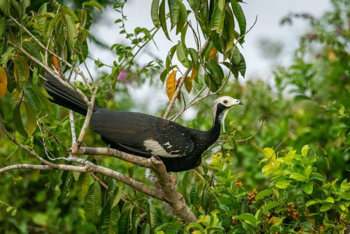 Black-fronted Piping Guan, Paraguay shutterstock_2363419715.jpg