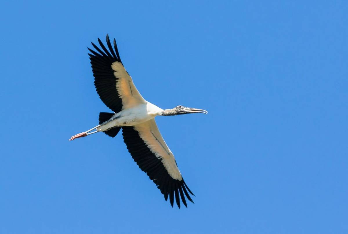 American Wood Stork Shutterstock 1215924301