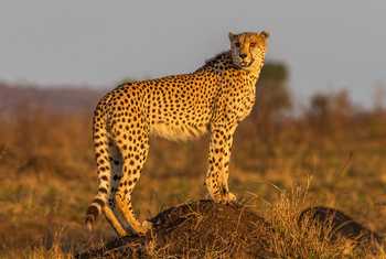Cheetah, Kruger, South Africa Shutterstock 227350321
