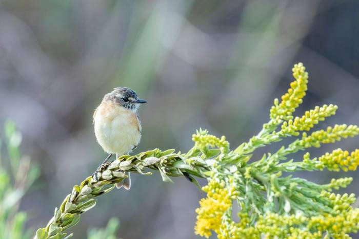 Bearded Tachuri, Paraguay shutterstock_2133891335.jpg