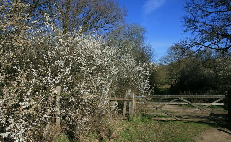 Blackthorn_flowering_Pulborough_Brooks.JPG