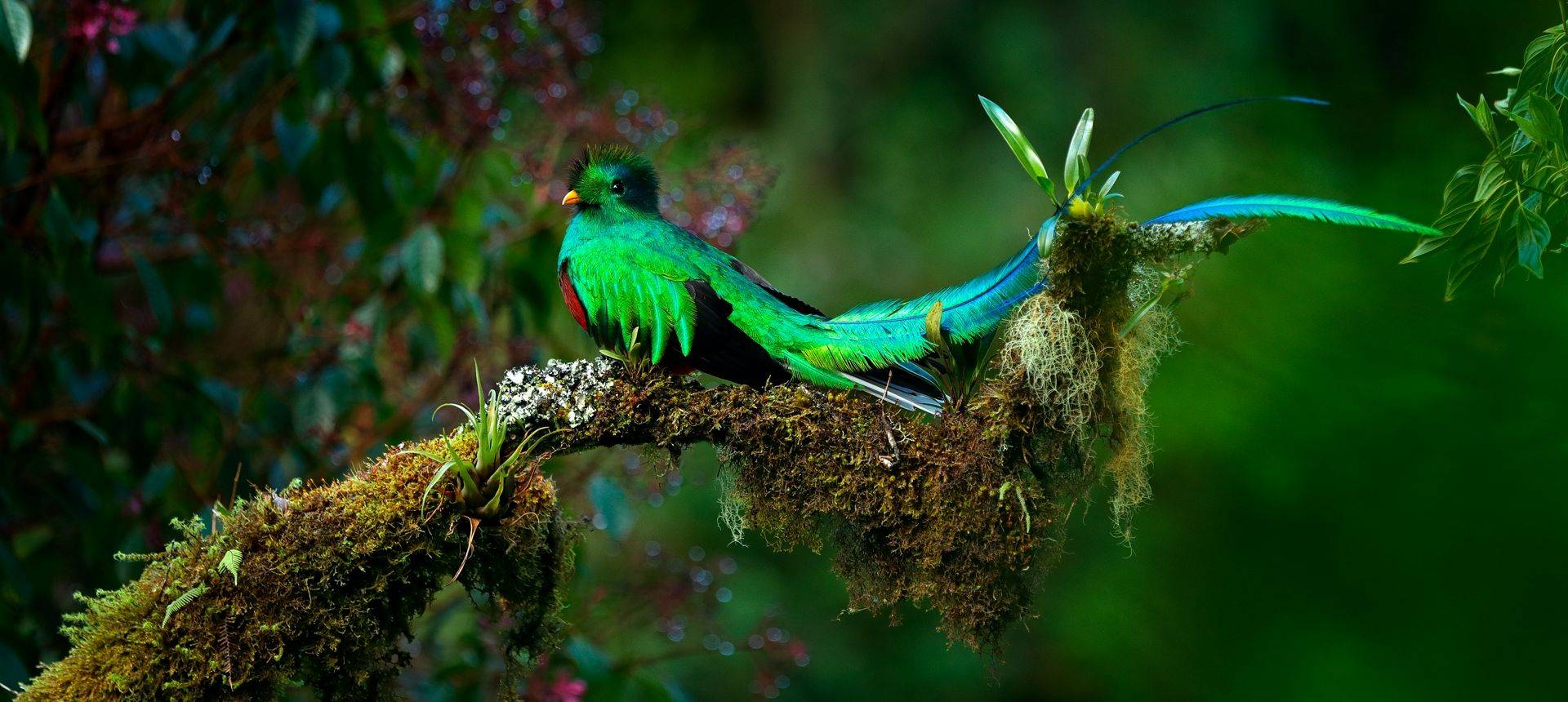 Resplendent Quetzal, Costa Rica Shutterstock 650680573