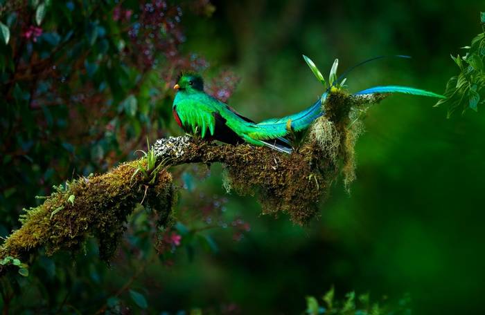 Resplendent Quetzal, Costa Rica Shutterstock 650680573