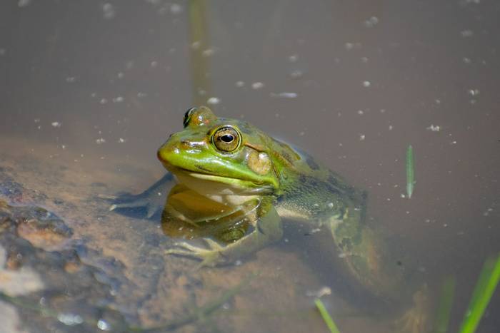 Sahara Frog (Pelophylax saharicus)