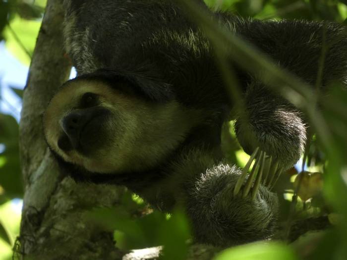 Pale-throated Three-toed Sloth.JPG