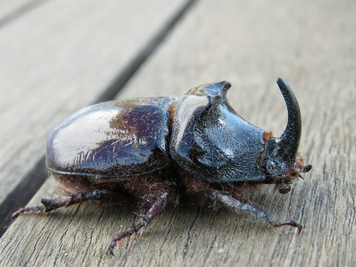 Oryctes nasicornis Rhinoceros Beetle