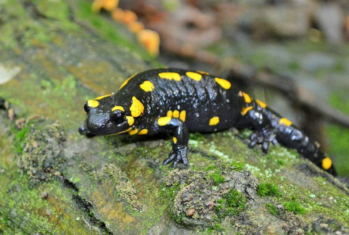 Fire Salamander, Gerard Gorman