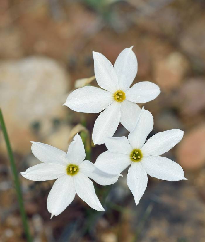 Narcissus Serotinus Crete Shutterstock 378373474