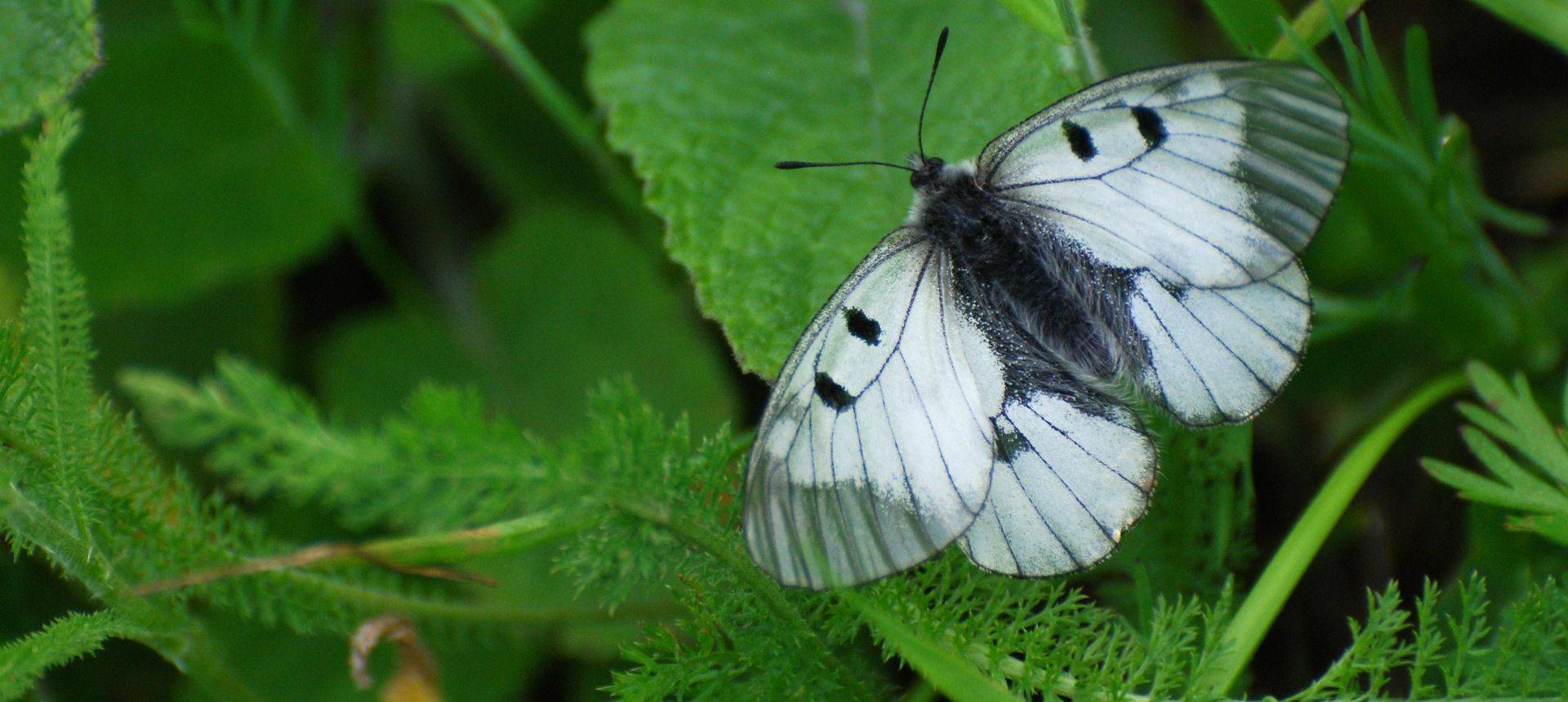 Clouded Apollo